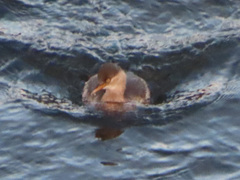 Tachybaptus ruficollis poggei