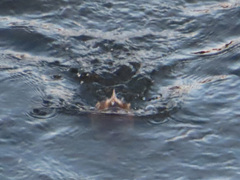 Tachybaptus ruficollis poggei