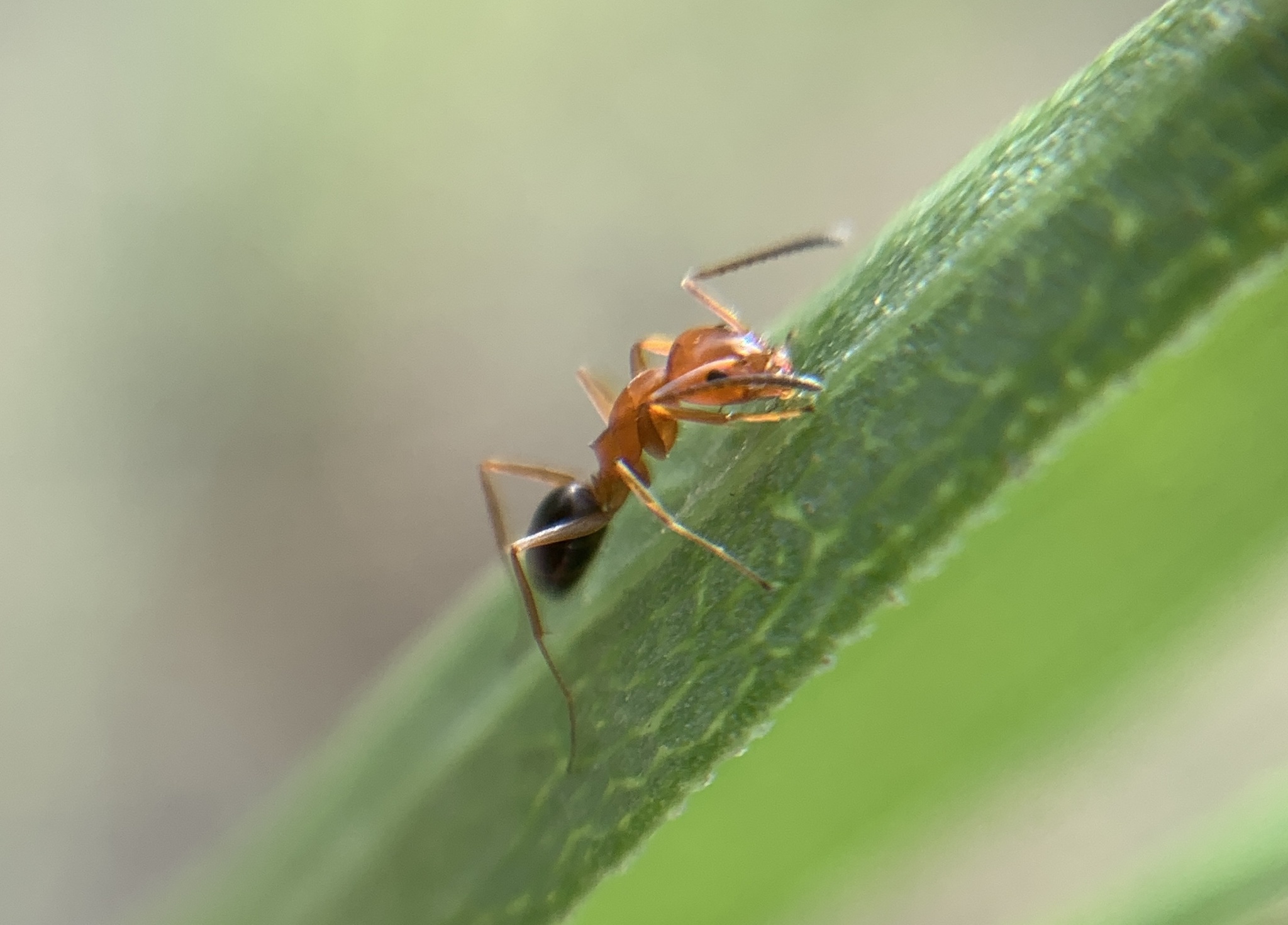 Dorymyrmex caretteoides