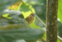 Pachyramphus