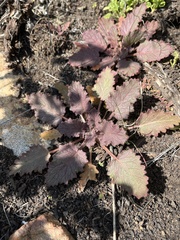 Phacelia