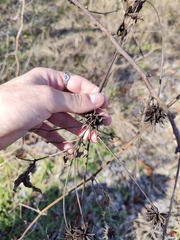 Clematis pitcheri pitcheri