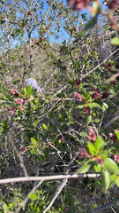 Ceanothus tomentosus