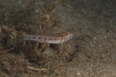 Gobius gasteveni