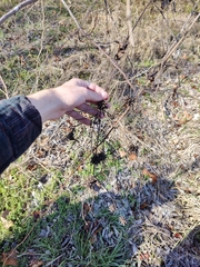 Clematis pitcheri pitcheri