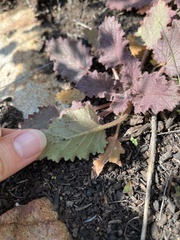 Phacelia