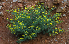 Securigera orientalis