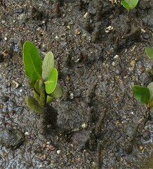 Aegiceras corniculatum