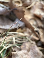 Trichocera