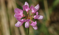 Securigera libanotica