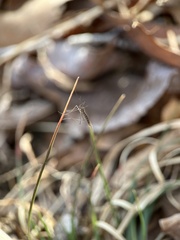 Trichocera