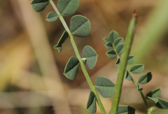 Securigera libanotica