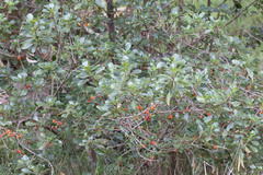 Coprosma montana