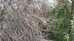 Aphelocoma californica