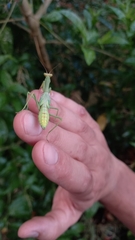 Stagmatoptera hyaloptera