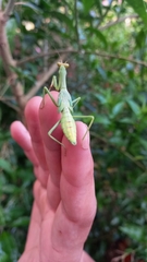 Stagmatoptera hyaloptera