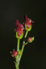 Scrophularia peregrina
