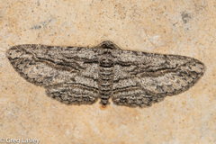 Iridopsis obliquaria