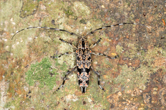 Colobothea rubroornata