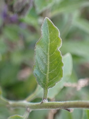 Solanum xanti