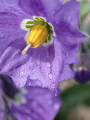 Solanum xanti