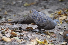 Polyplectron bicalcaratum