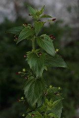 Scrophularia peregrina