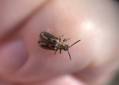 Erynephala subvittata