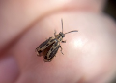 Erynephala subvittata