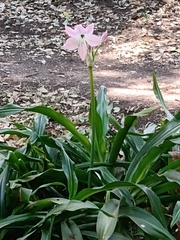 Crinum moorei