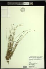 Eleocharis tuberculosa
