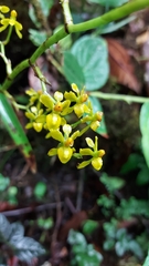 Cyrtochilum