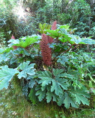 Gunnera talamancana