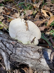 Trametes lactinea