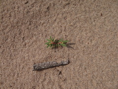 Euphorbia polygonifolia