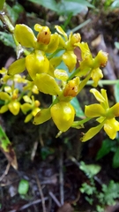 Cyrtochilum