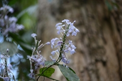 Pseuderanthemum