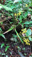 Cyrtochilum