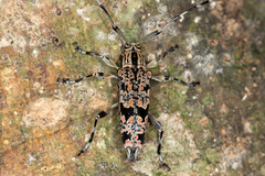 Colobothea rubroornata