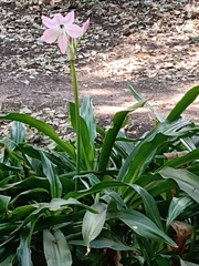 Crinum moorei