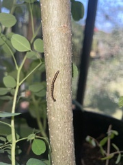 Helicorthomorpha holstii