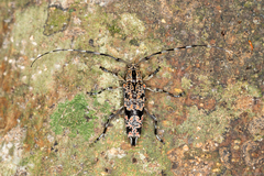 Colobothea rubroornata