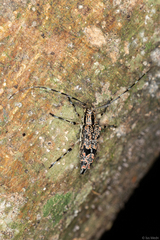 Colobothea rubroornata