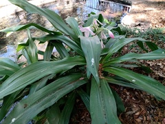 Crinum moorei