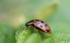 Chrysomela mainensis