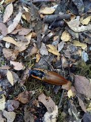 Semiotus luteipennis