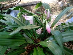 Crinum moorei