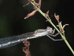 Austrolestes leda