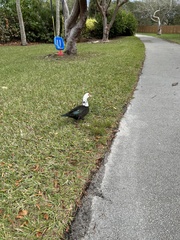 Cairina moschata domestica