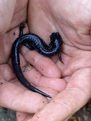 Plethodon variolatus